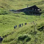 Kitzbuehler Alpen 酒店